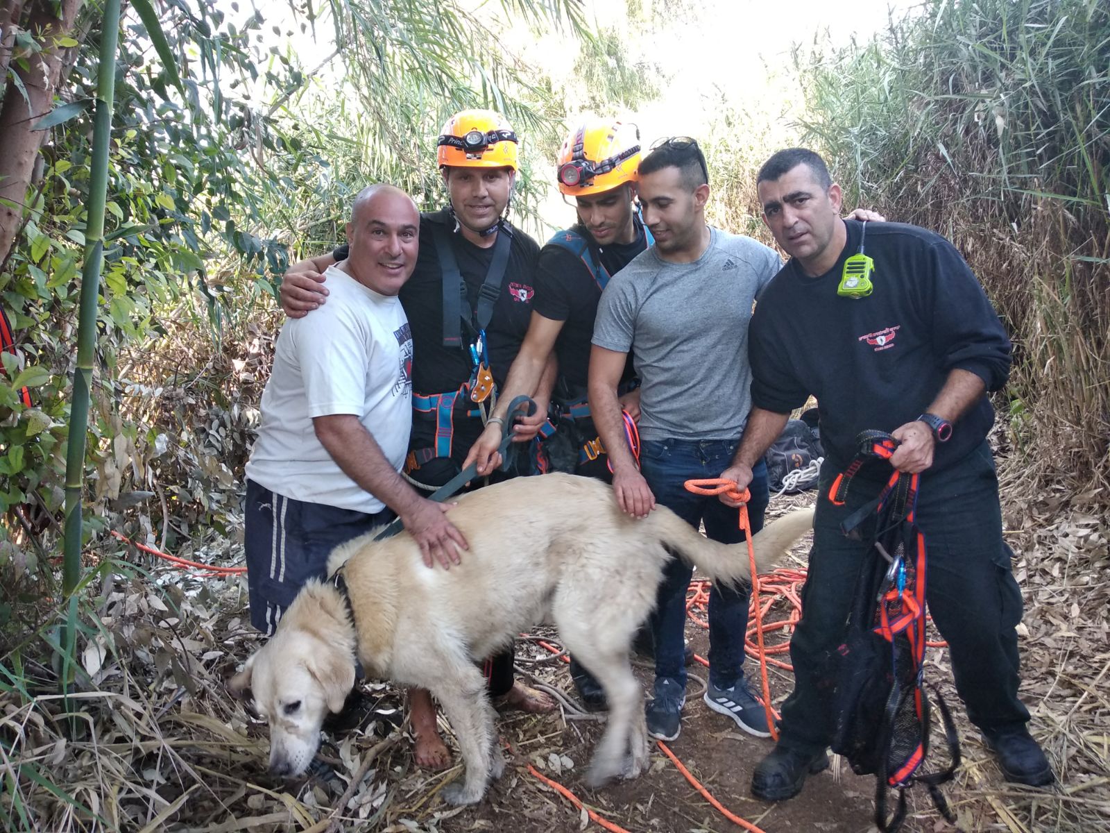 כלב ירקון2