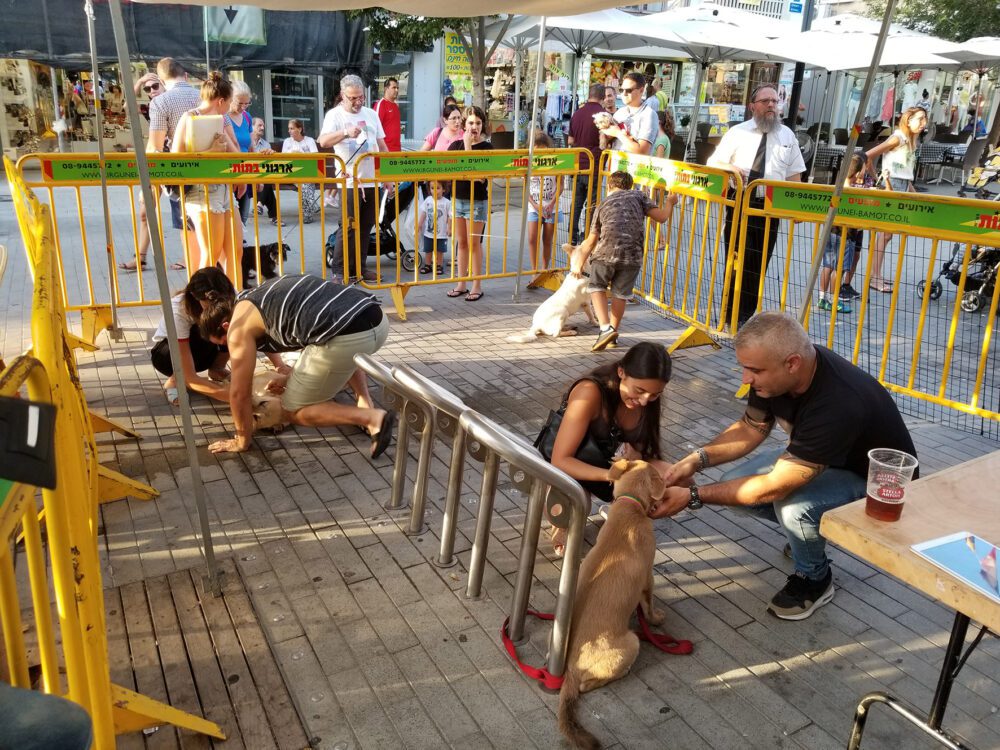 יום אימוץ בבר רחוב1