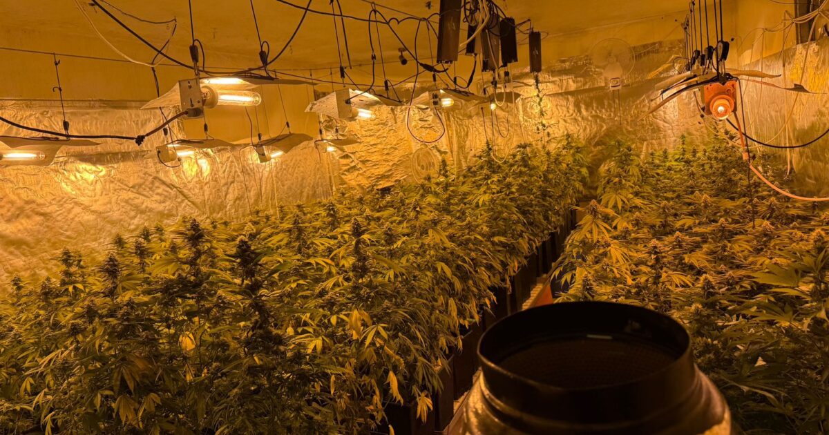 ashkelon drugs