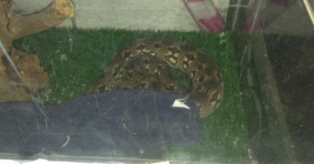 אחד מהנחשים שהשתכנו להם במרתף הבניין המשותף. צילום: עיריית חולון