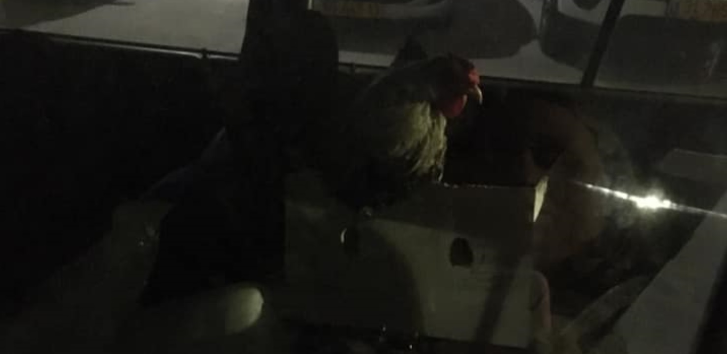 התרנגול שנותר נעול ברכב בבת -ים. צילום: רשת