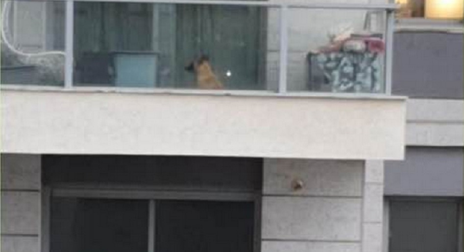הכלב שהושאר במרפסת והוכנס לבית בהתערבות השכנים. צילום: פייסבוק