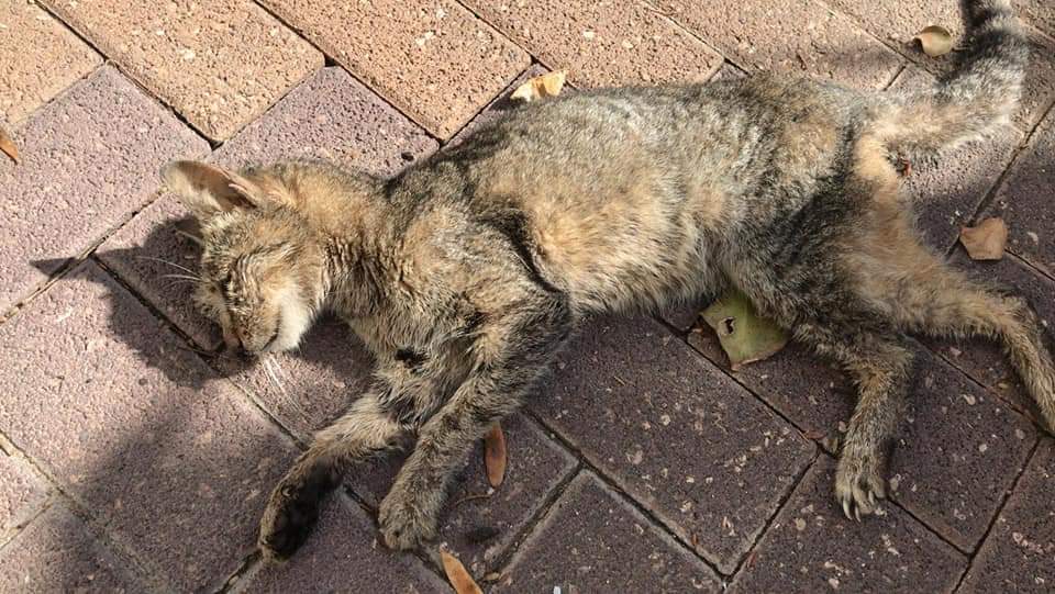 אחד החתולים שהורעלו למוות ברחוב סוקולוב בחולון. צילום: בן הרוש פייסבוק