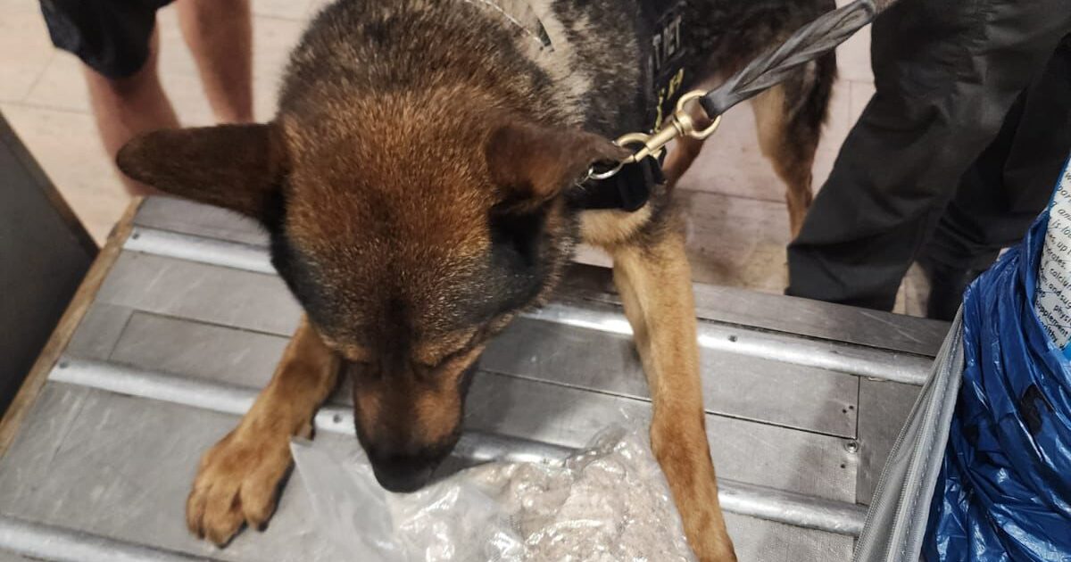 dog natbag drugs