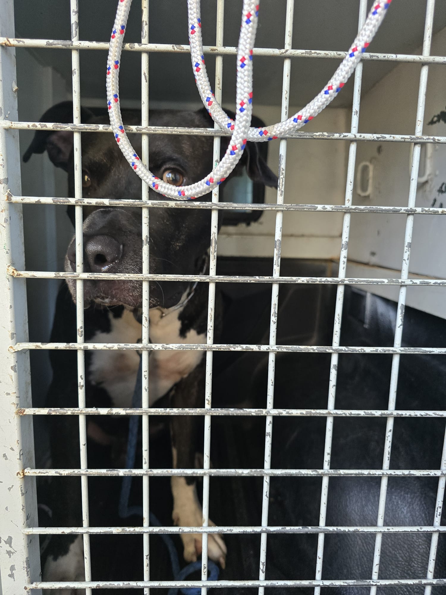 amstaf dog tlv1