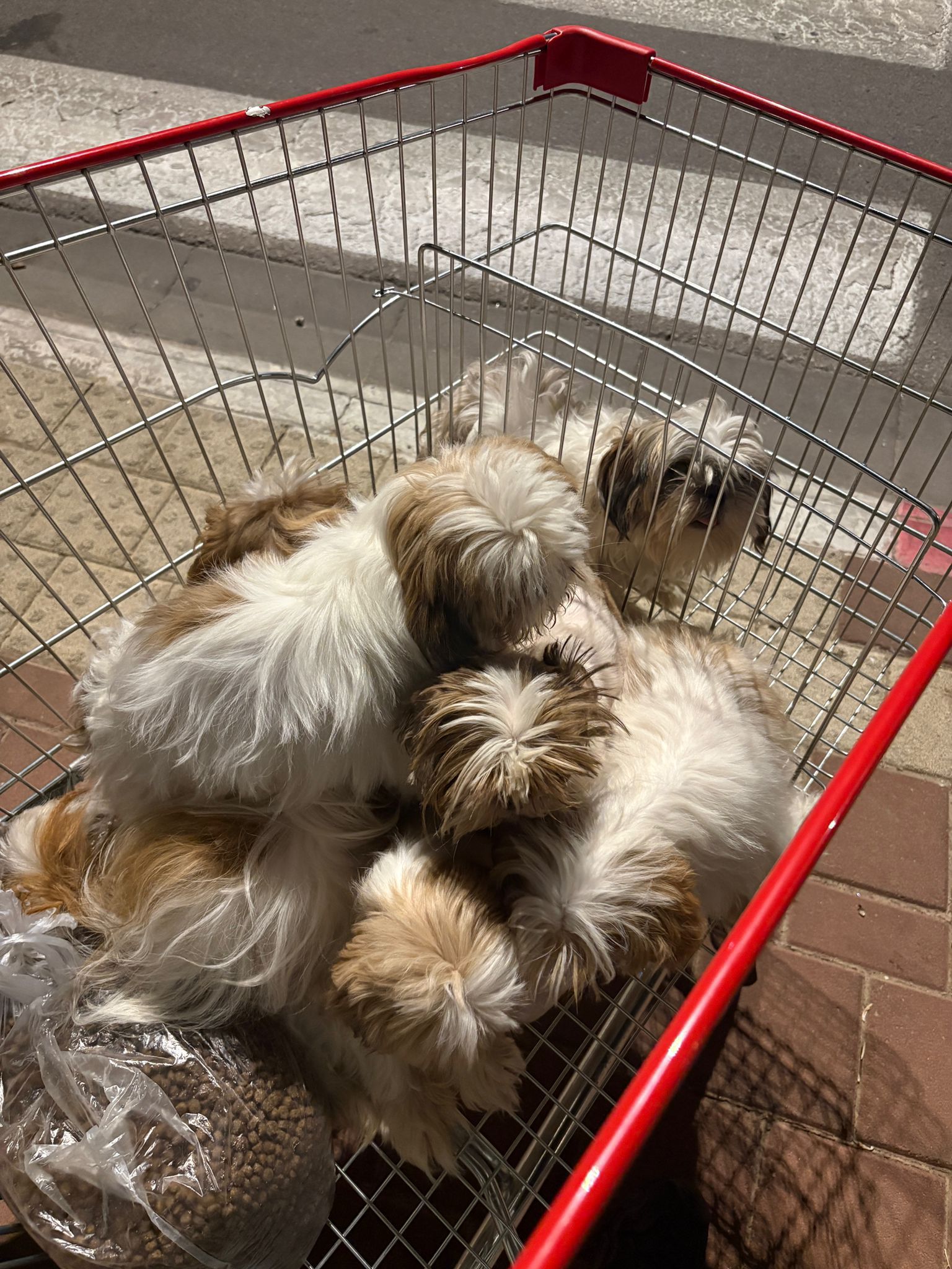 dog steal ot yehoda