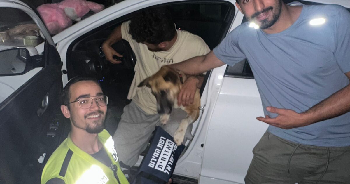 yediddim bb dog
