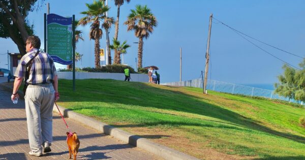 dog bat yam