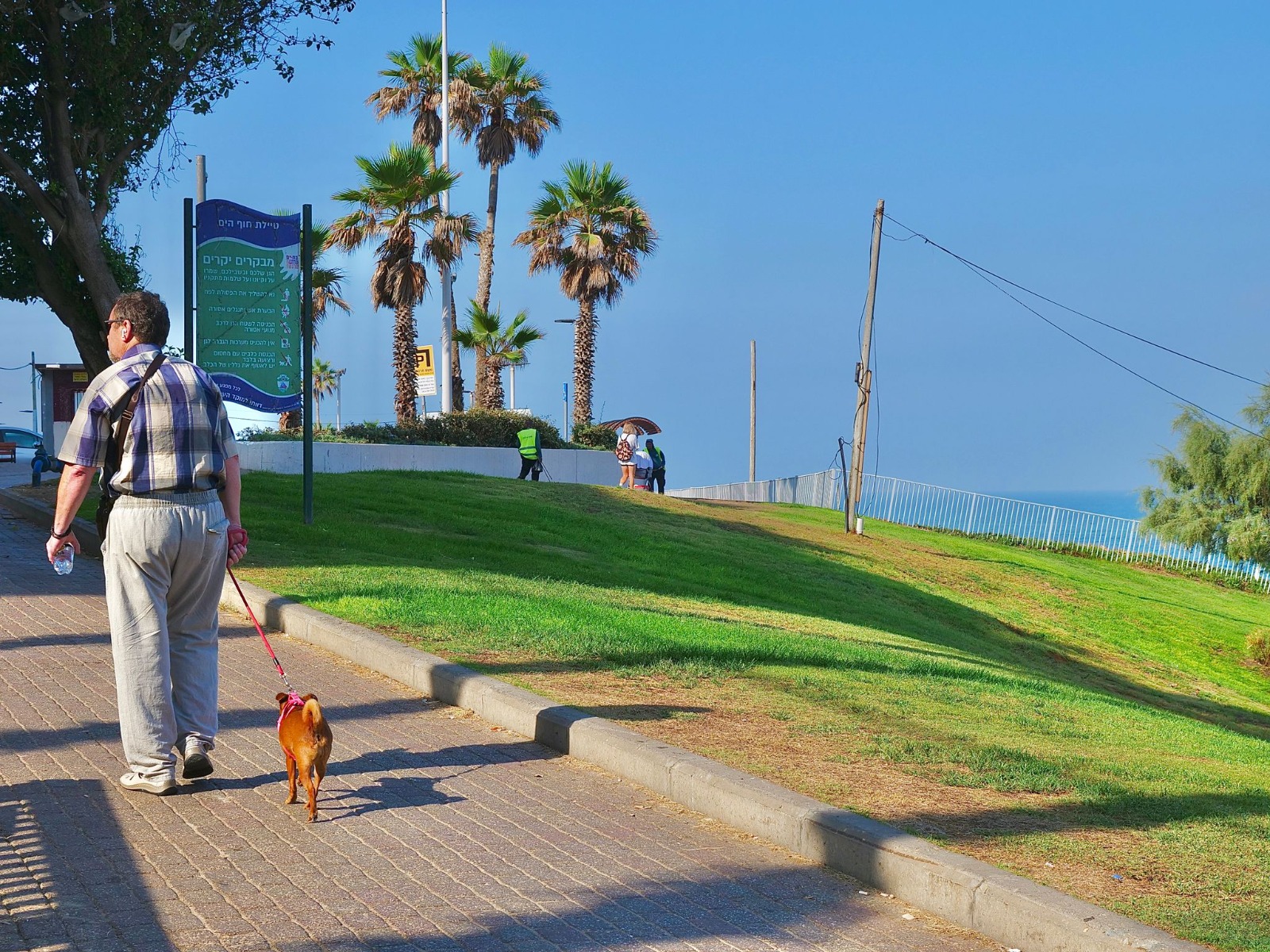 dog bat yam