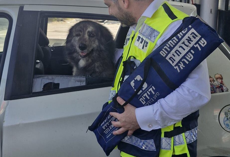 yedididm dog rg