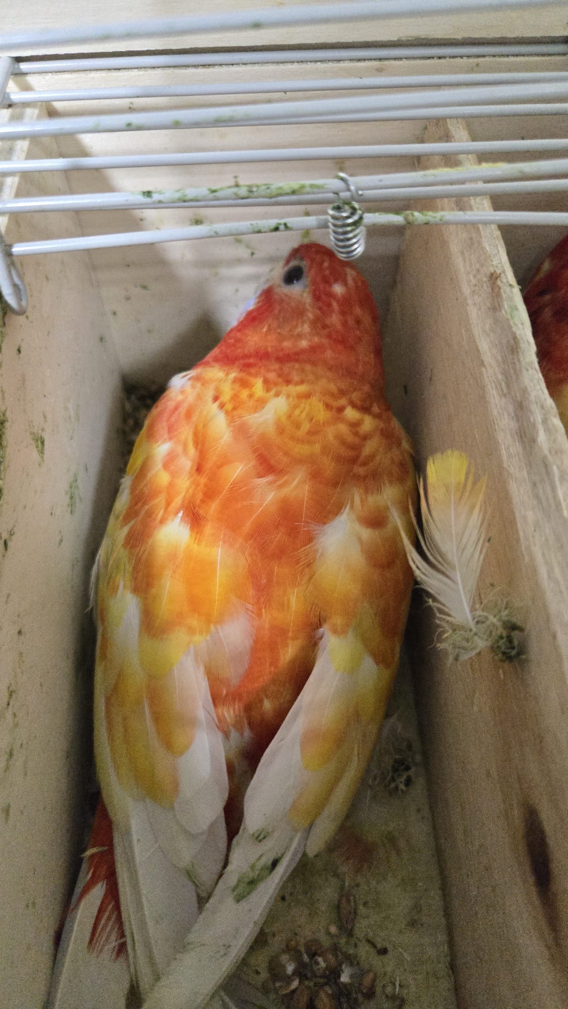 toki natbag