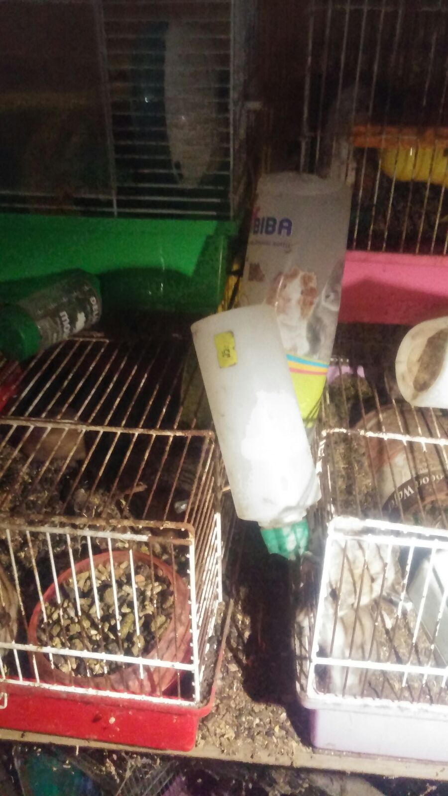 לכלוך וזוהמה בדירה ברחוב יל פרץ בחולון (4)