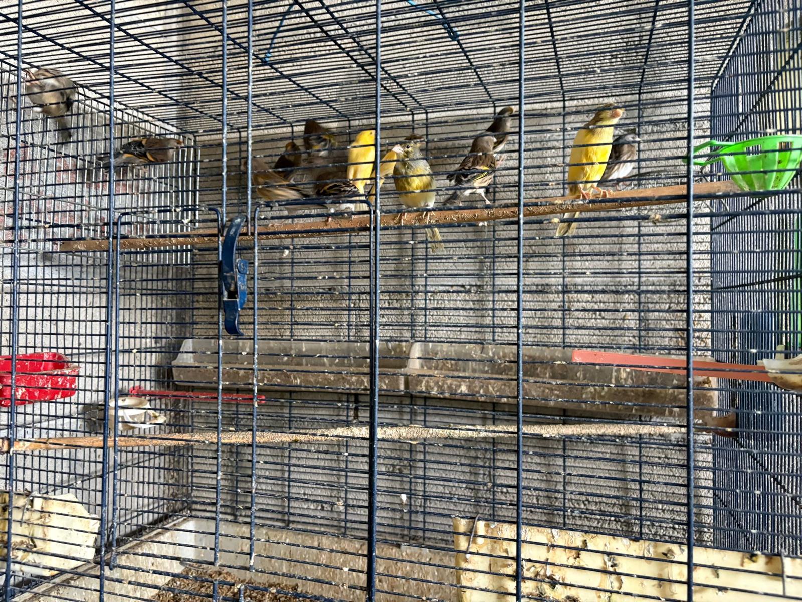 birdes jerus