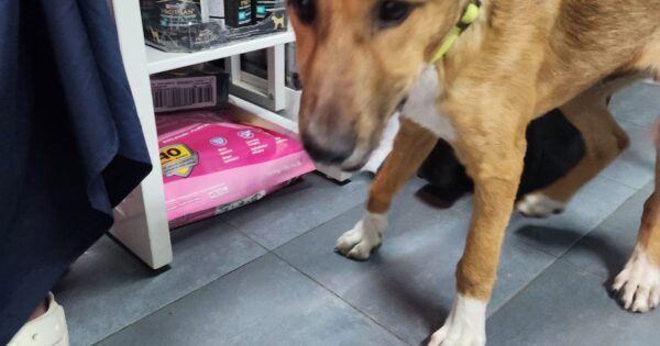 kalevet dog jerus