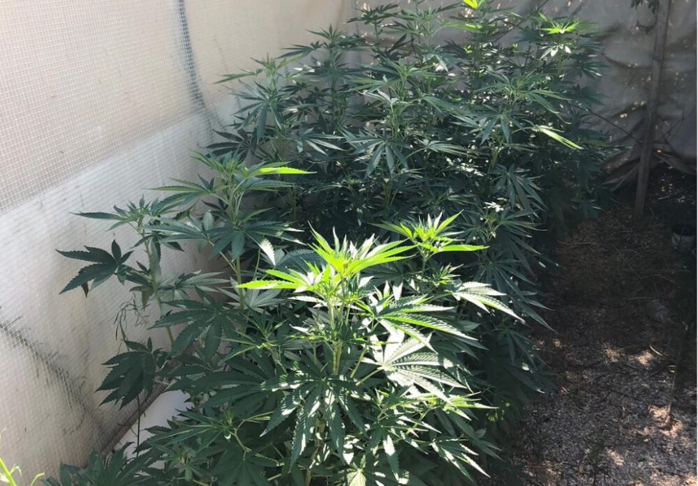 שתילי הקנאביס שנמצאו בגינת הפעוטון בהוד השרון. צילום: דוברות המשטרה
