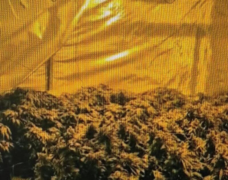 drugs pt