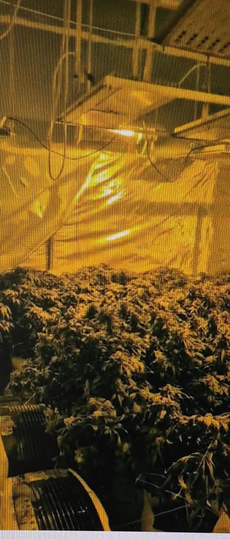 drugs pt