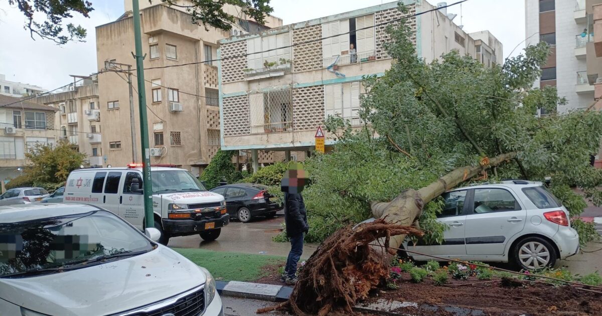 tree down herzeliya