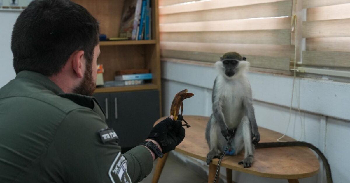 stolen monkey