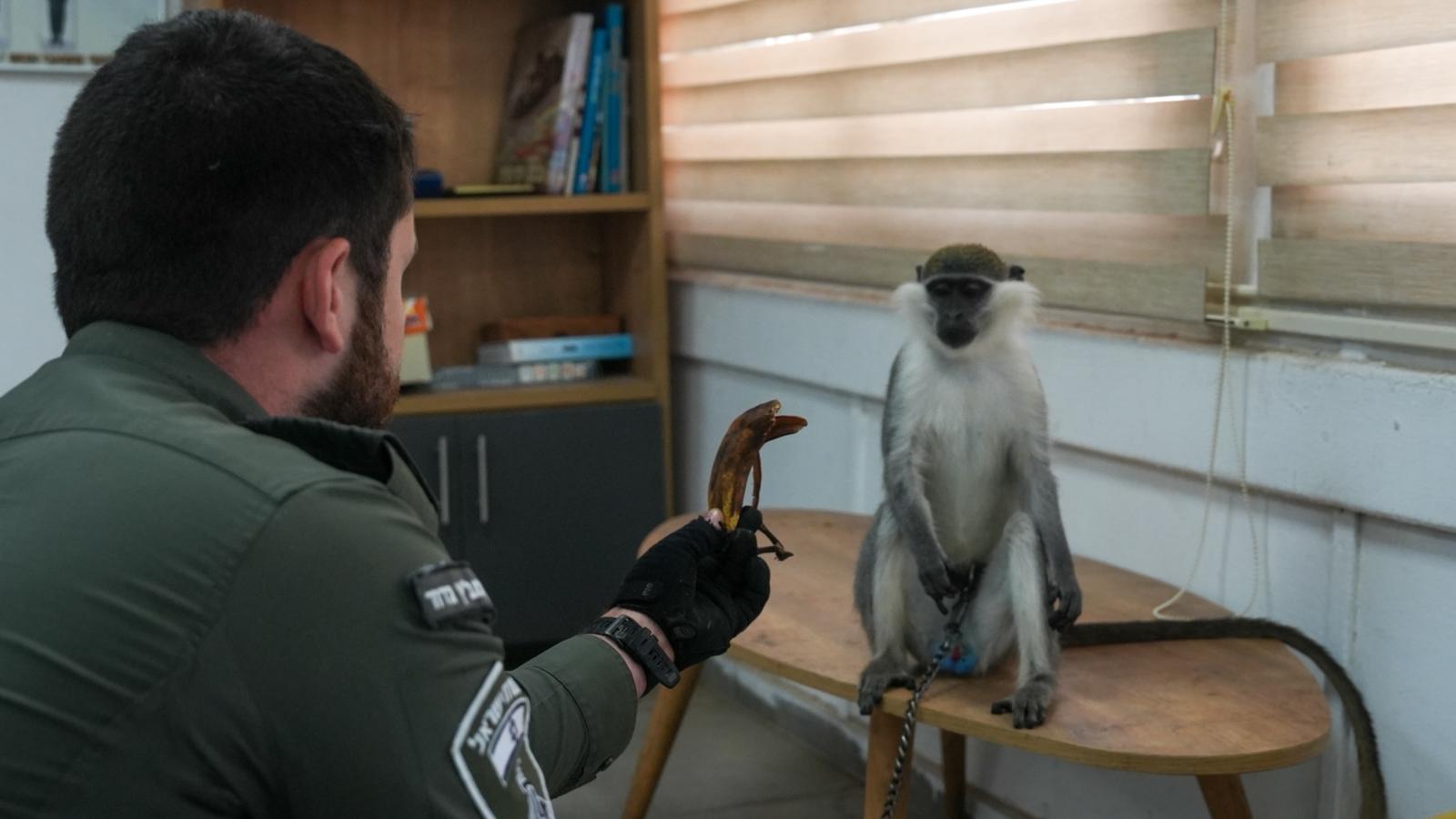stolen monkey