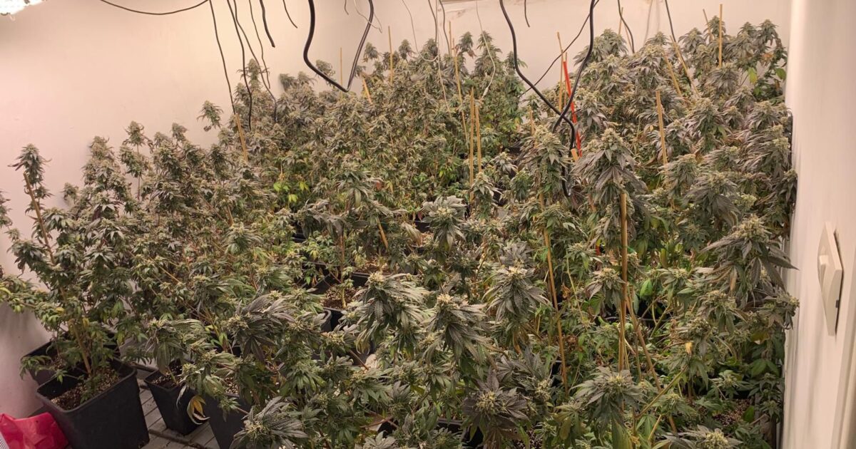 drugs hadera 63