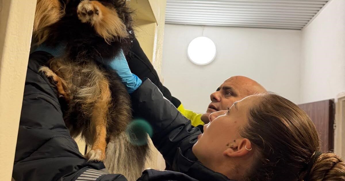 dog rescue hadera