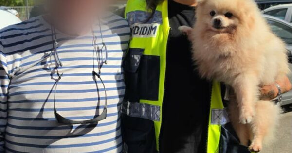 yedididm natanya poleg dog