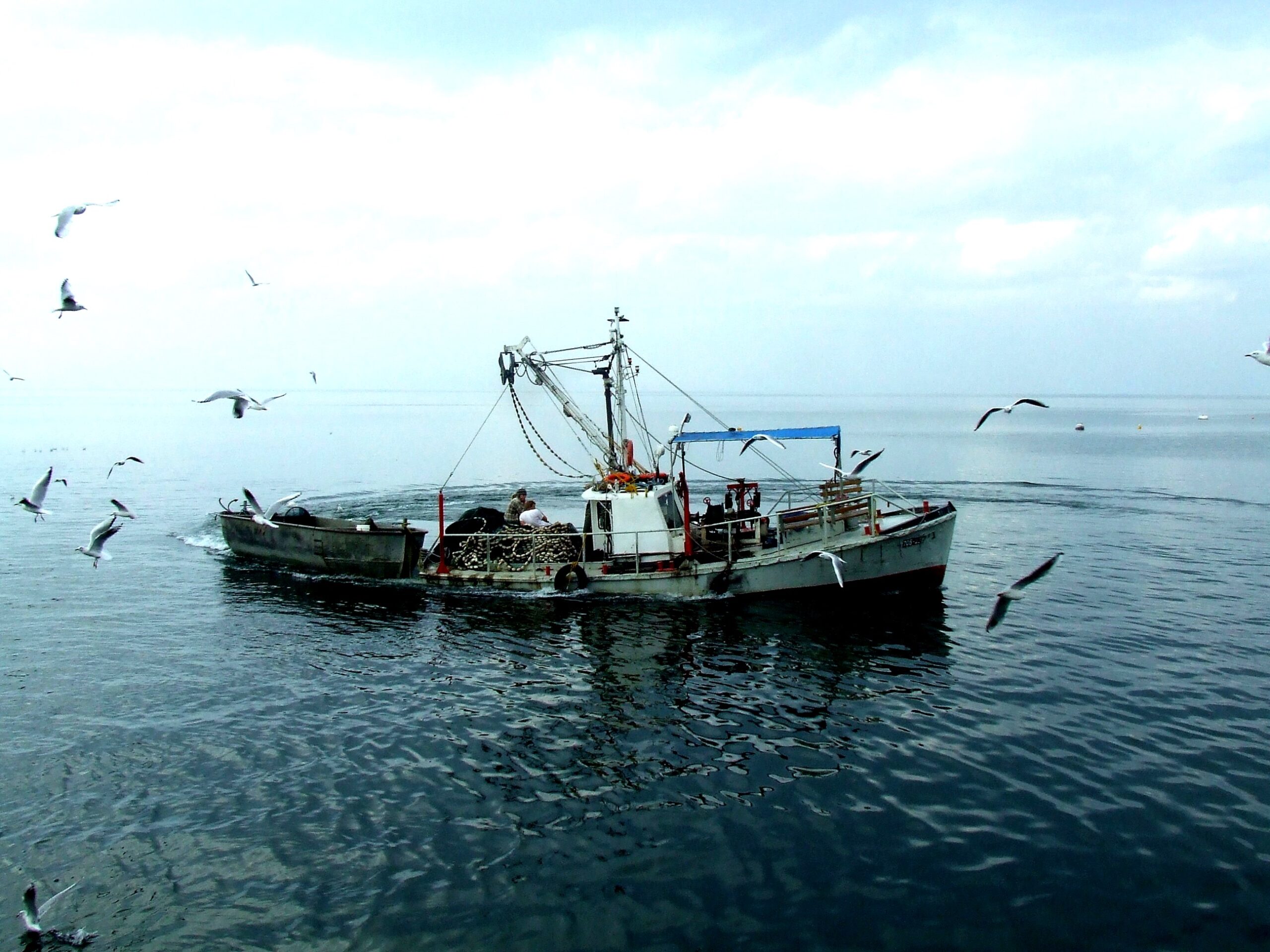 fish kineret