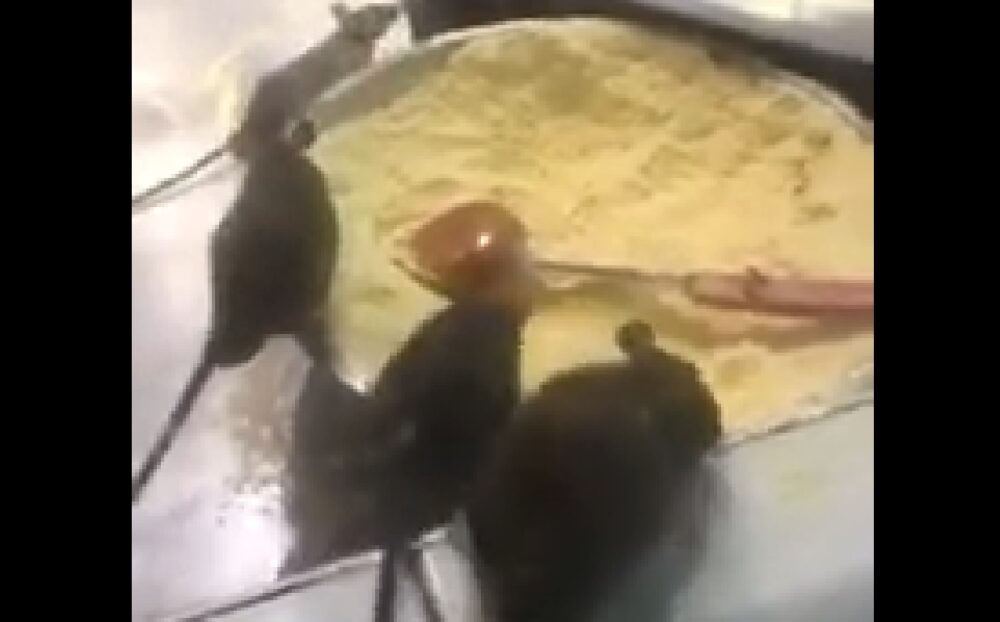 חולדות בדומינו'ס פיצה מרכז כרמל חיפה. צילום: רשת פייסבוק