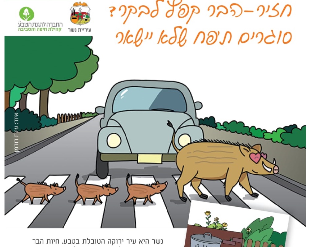 בשיתוף פעולה עם התושבים והחברה להגנת הטבע המטרה להחזיר את החזירים ליערות הכרמל