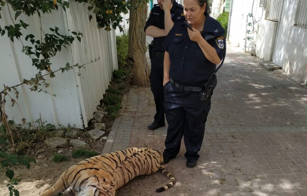 "הנמר" המסוכן שנמצא הבוקר בקריית ים. צילום: מקור לא ידוע מהרשת