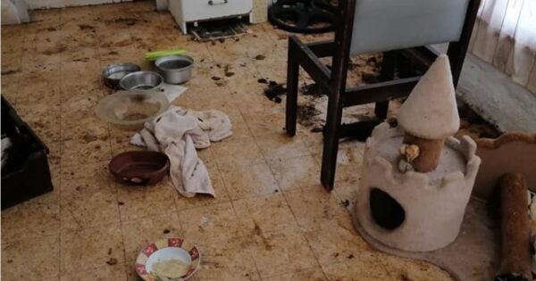 התנאים הקשים בהם הוחקו בעלי החיים בדירה. צילומים: ארגון "תשע נשמות"