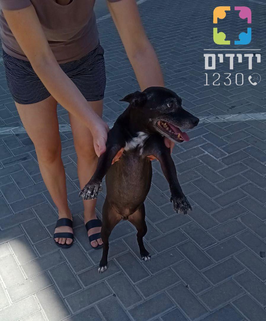 afula dog yedidim