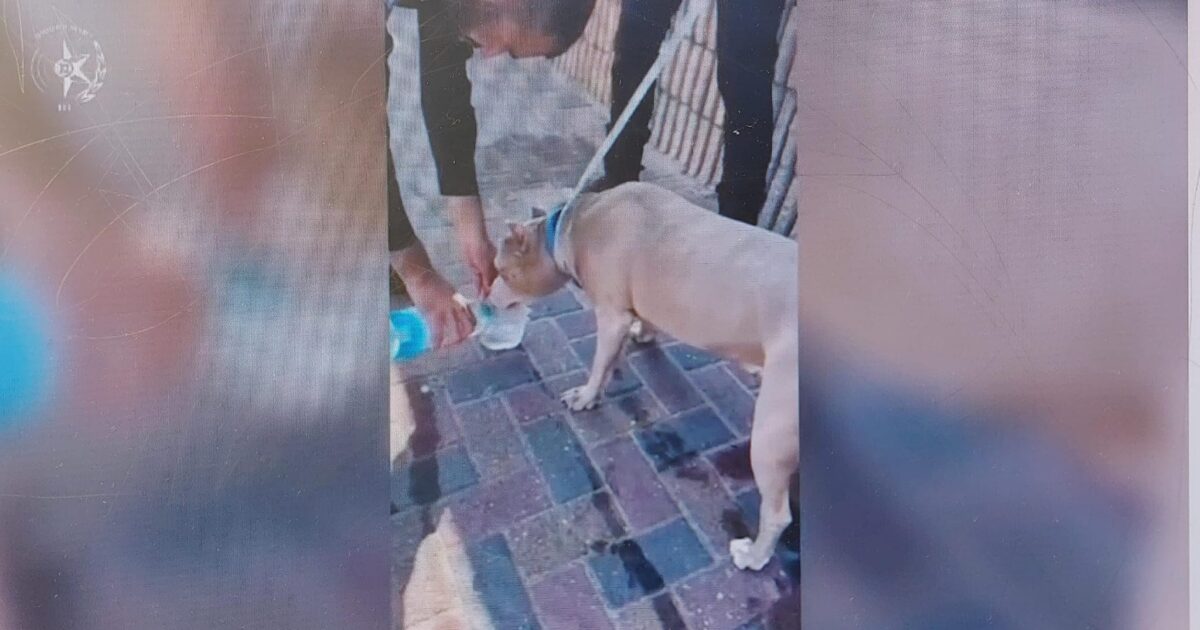 dog kiryat yam