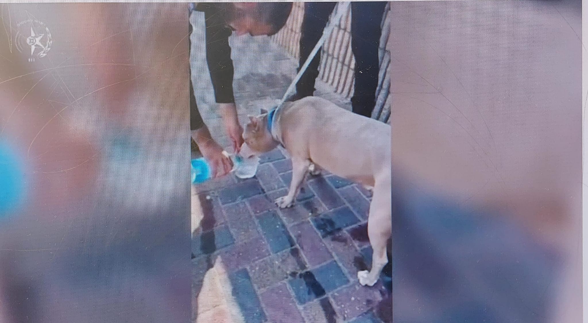 dog kiryat yam