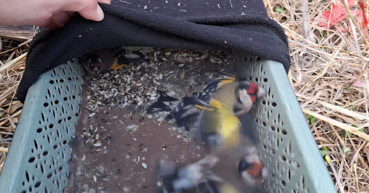 birds emek hamaayanot