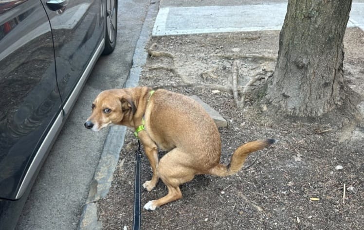 haif cleaning dog