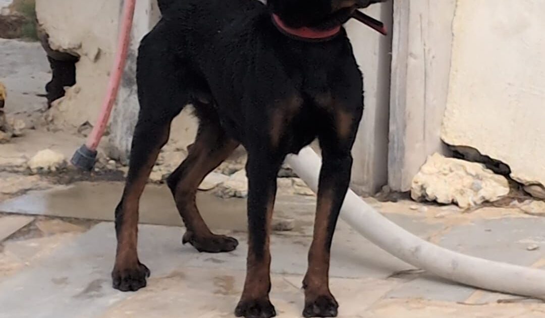 dog gisser