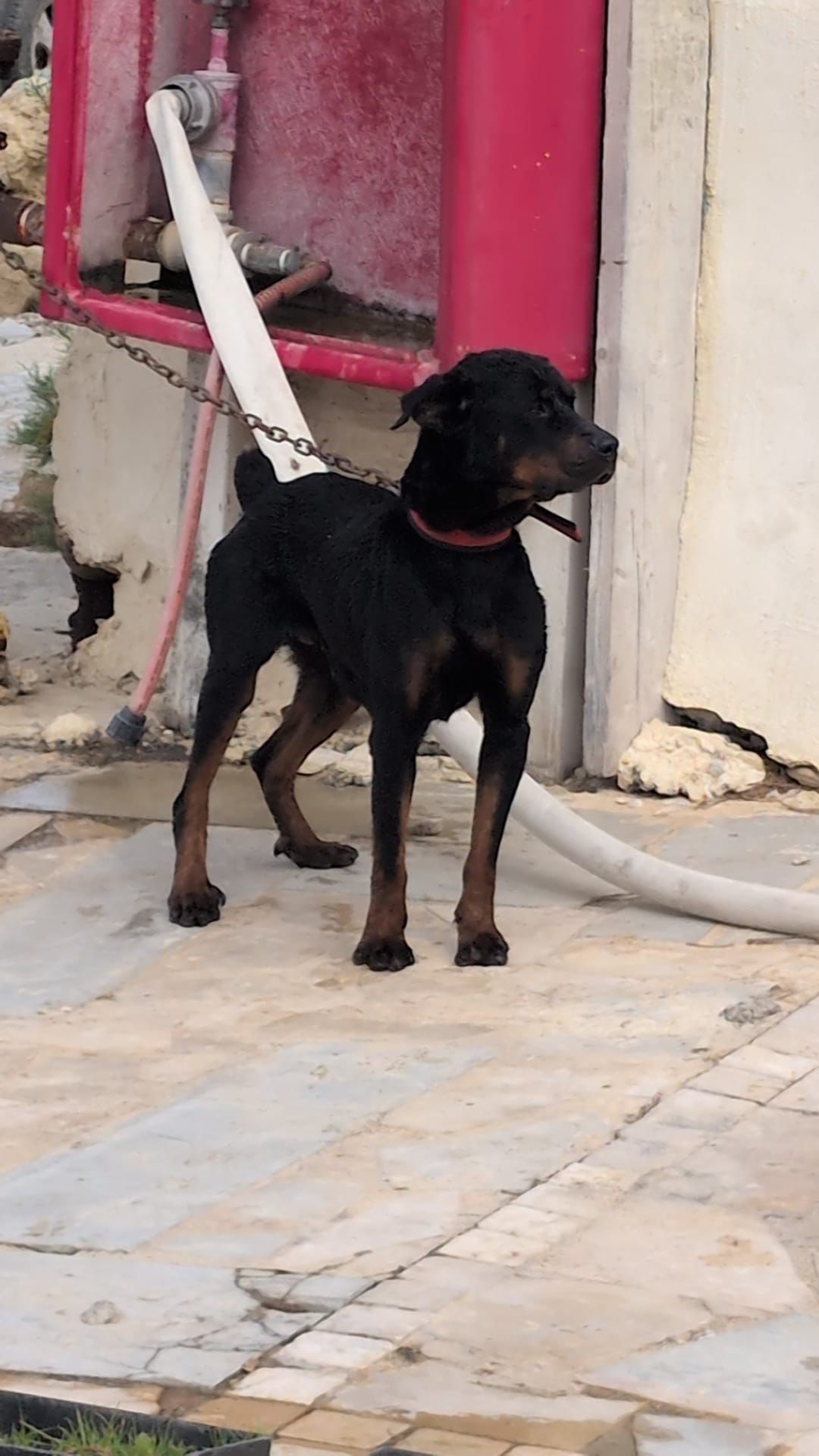 dog gisser