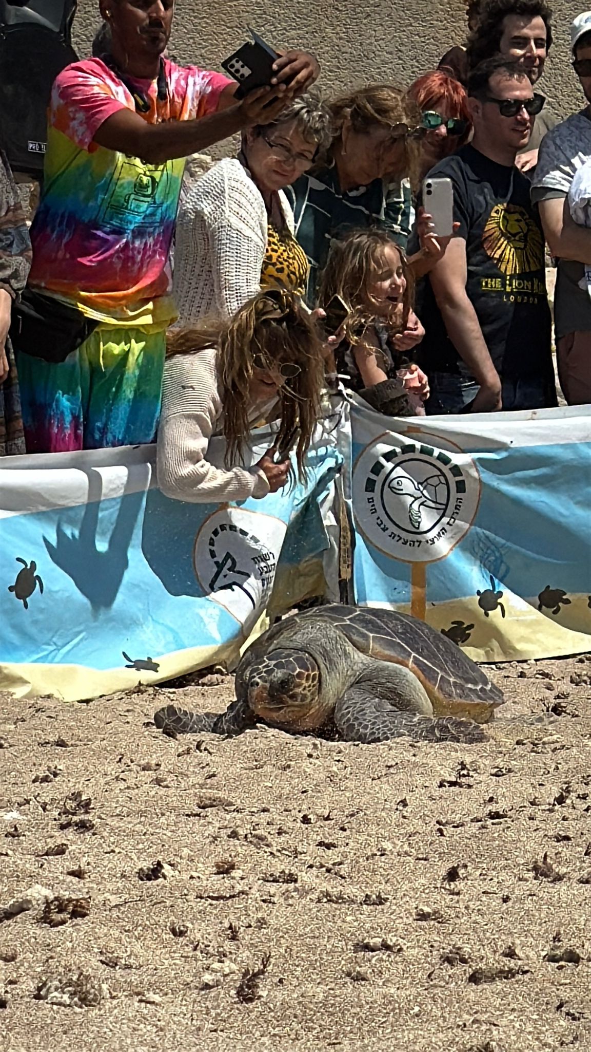 sea turtel shiri