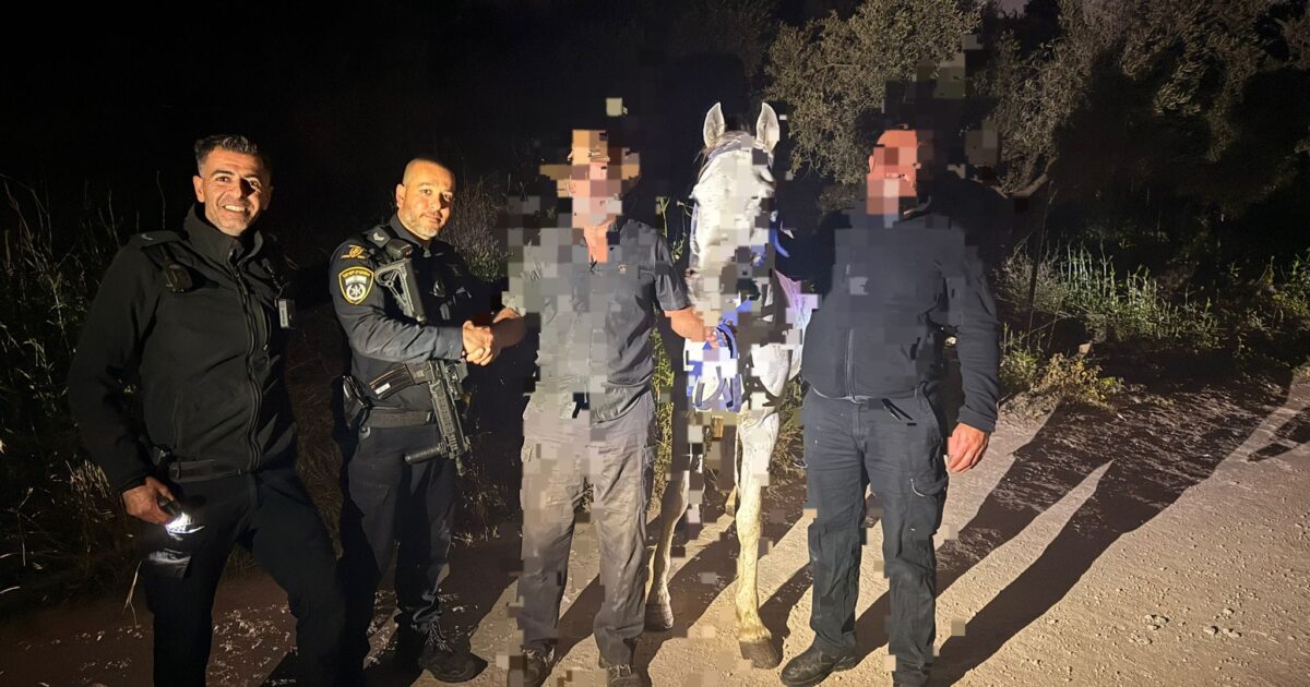 steal horse
