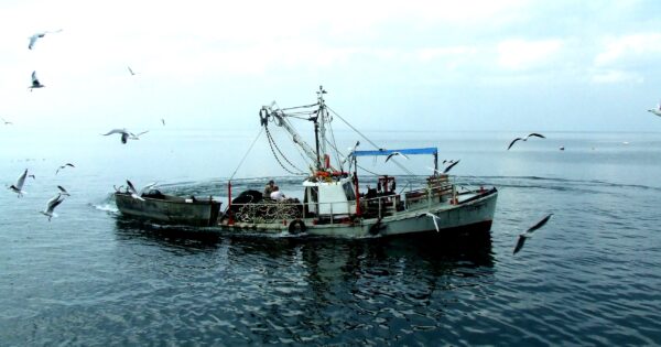 fish kineret