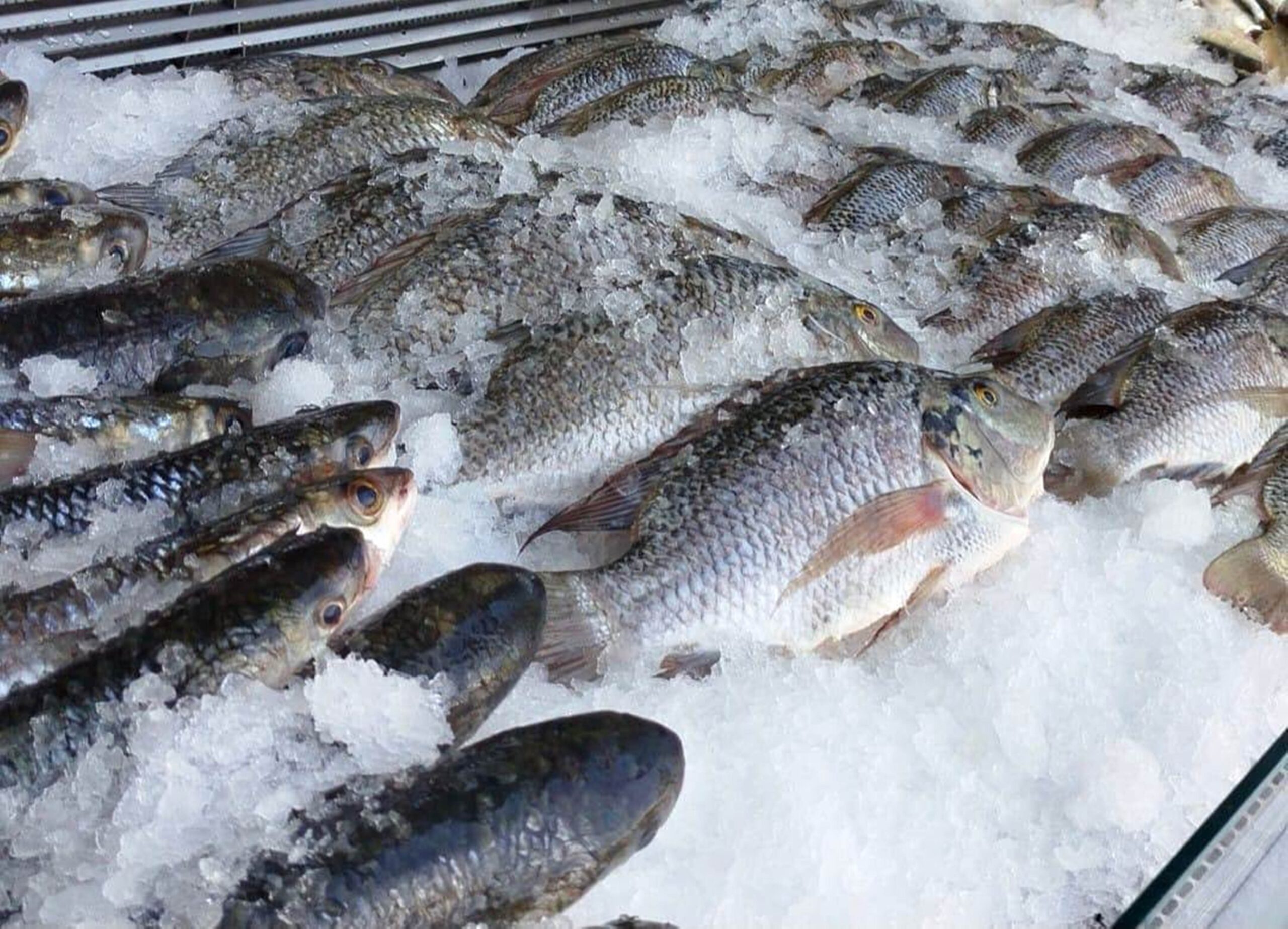 fish kineret1.JPG