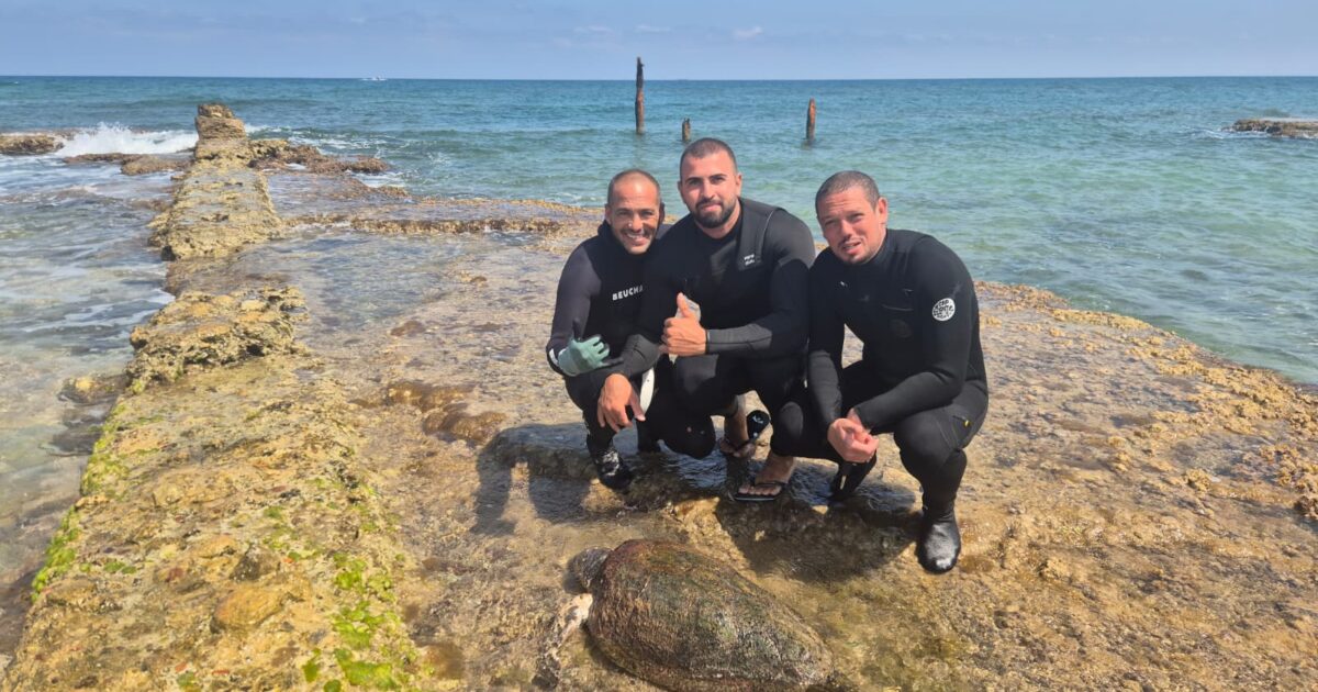 sea turtulae haifa halil