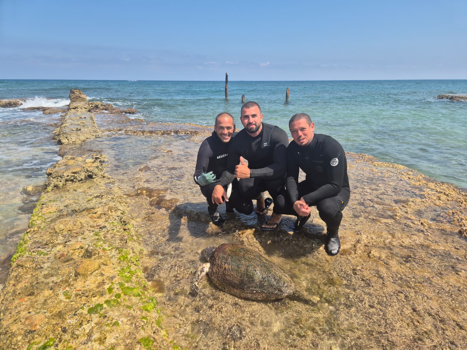 sea turtulae haifa halil