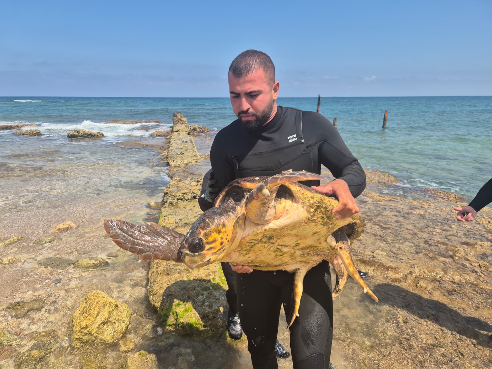 sea turtulae haifa halil main
